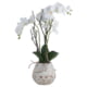 Honor Orchid in Stone Pot