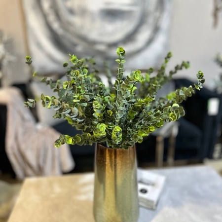 Silver Dollar Eucalyptus